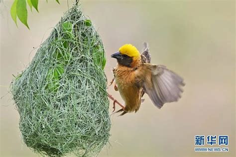 鳥在窗戶築巢|《鳥的生活》：鳥類築巢涉及利用大量物體創造新的結。